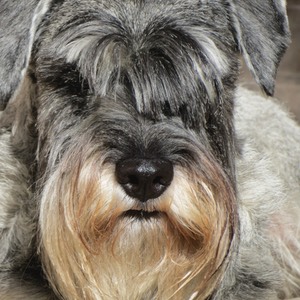 Jacques -13  627