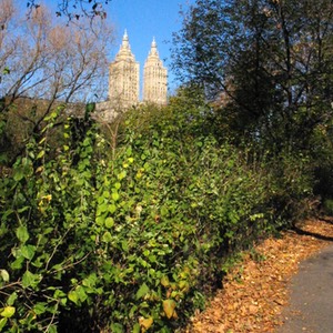 ny184