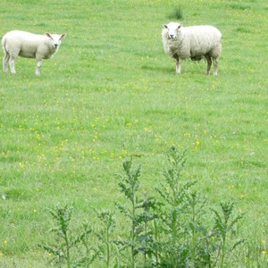 skottland 2012 -C1-190